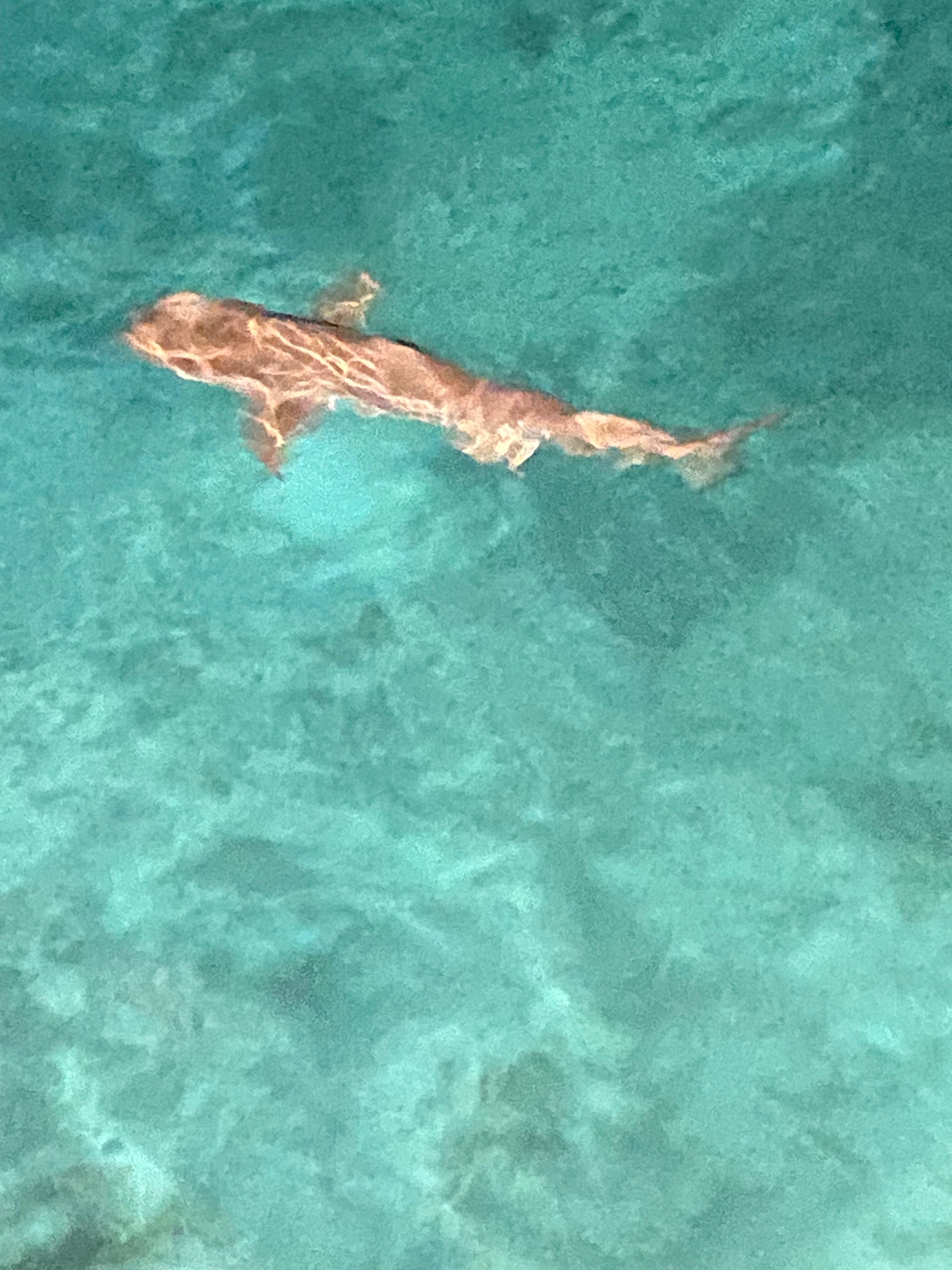 泰姬珊瑚礁度假村-官方