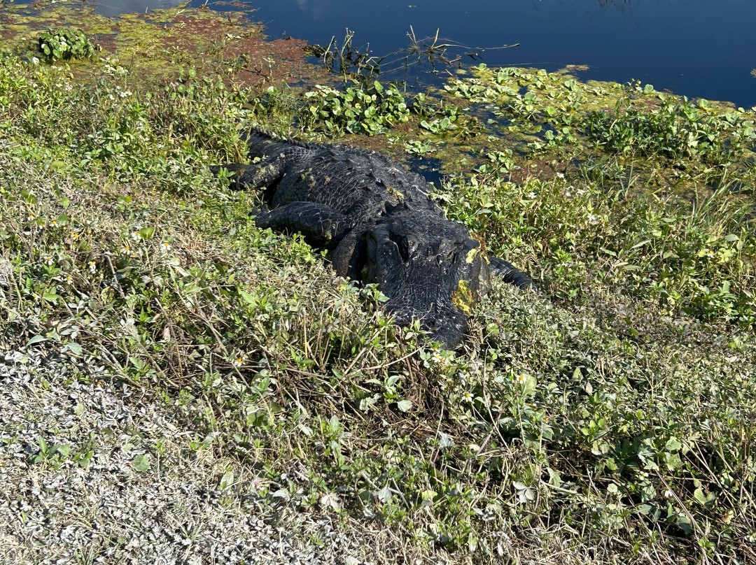 Lake Apopka Wildlife Drive-Apopka必去景点