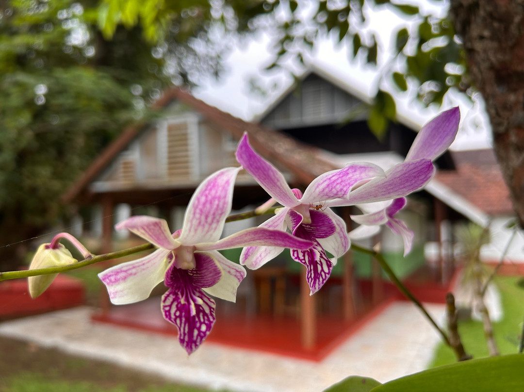 Kurialacherry House主图