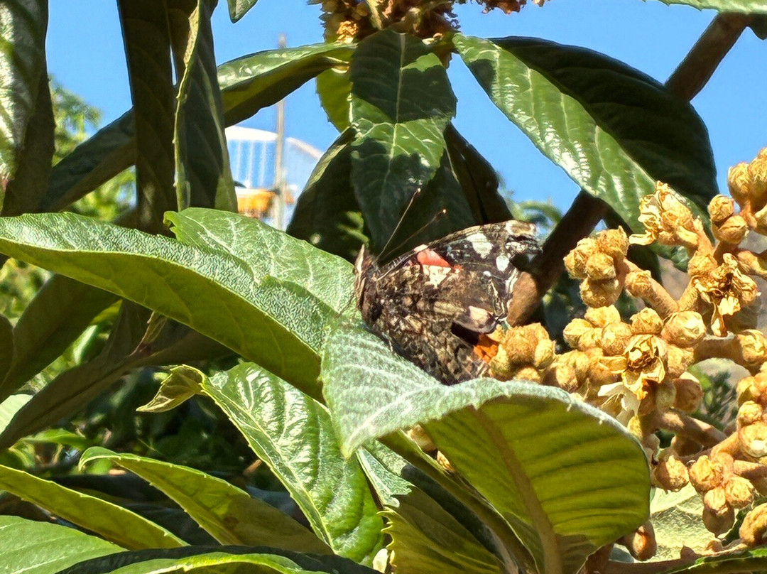 Cafe Platinium-Agaete必去景点