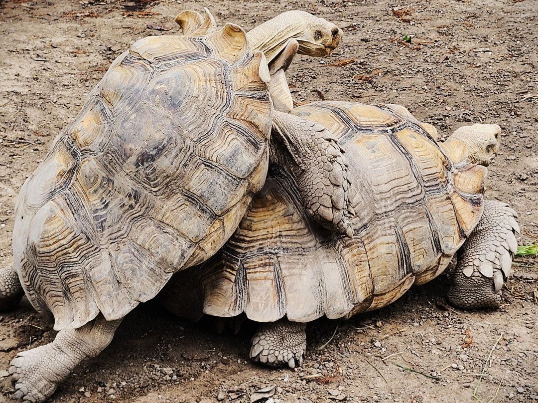 The Texas Zoo-维多利亚必去景点