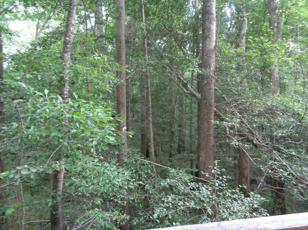 Congaree National Park-Hopkins必去景点