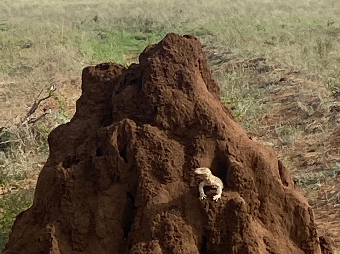 Mufasa Tours and Travels-内罗毕必去景点