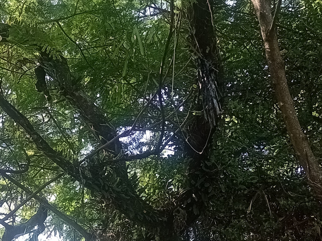 Parque Ecologico do Tiete-圣保罗必去景点