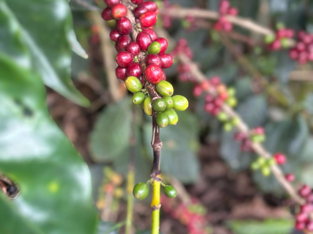 Piko Travel-艾拉杜拉必去景点