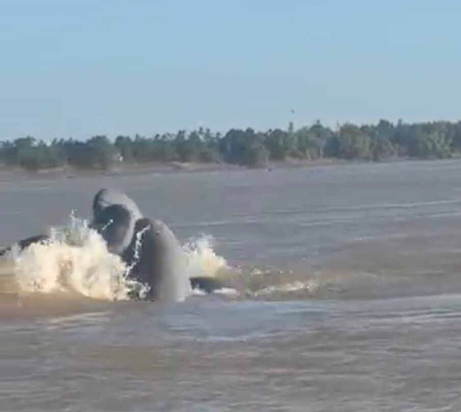 Dolphin Kayaking Adventures-Kratie必去景点