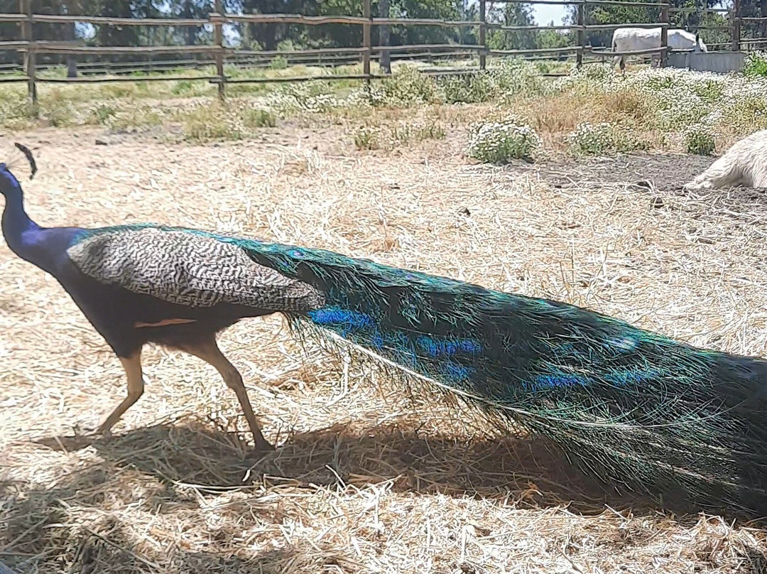 Granja Educativa De Lonquen-圣地亚哥必去景点
