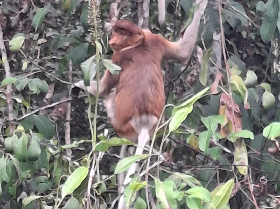 Local Guides - Tanjung Puting-Pangkalan Bun必去景点