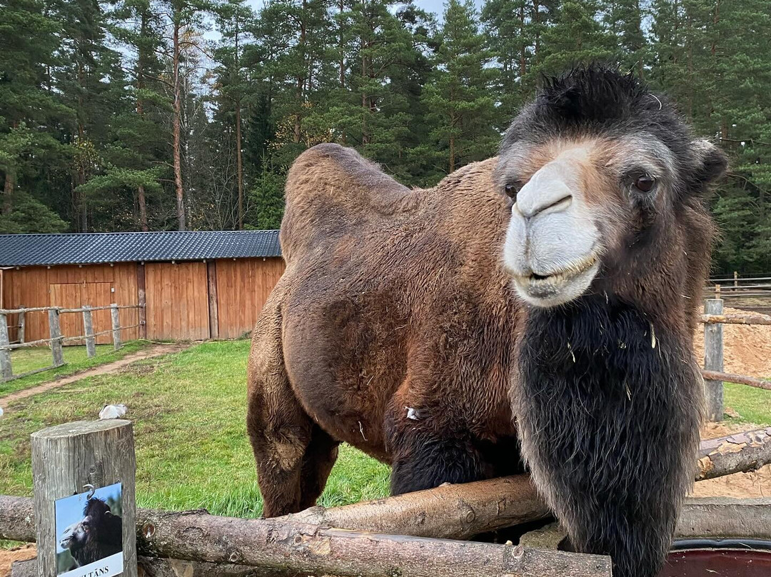 Raksi ZOO-Cesis必去景点