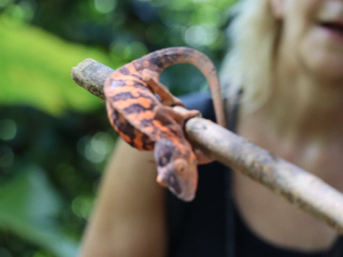 Black Lemur Sanctuary-Nosy Komba必去景点