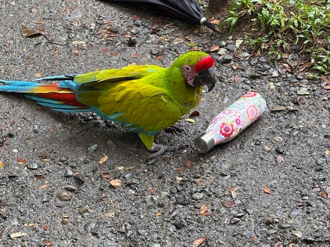 Jaguar Rescue Center-旧港必去景点