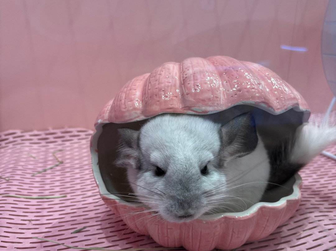 Harajuku Kawaii Land Kyun Kyun-涩谷区必去景点