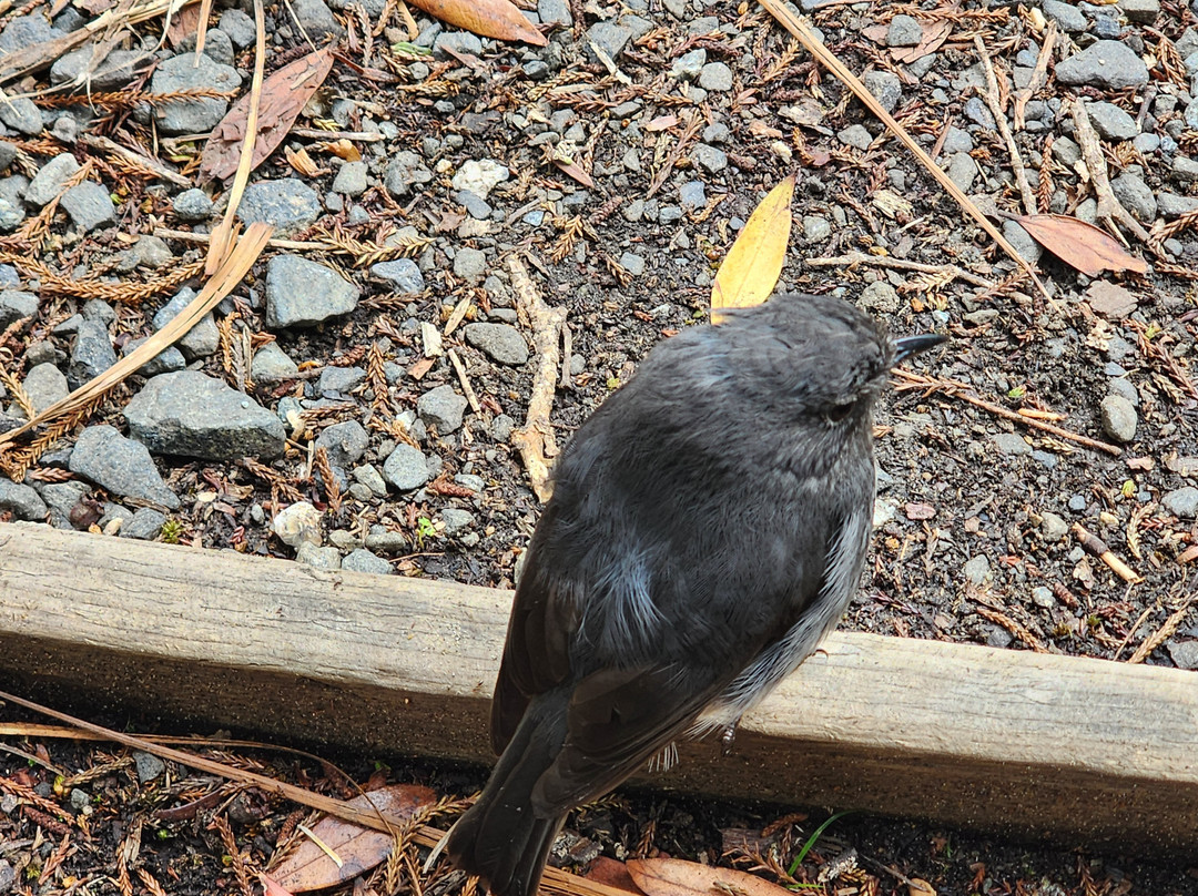 Rakiura Charters & Water Taxi-斯图尔特岛必去景点