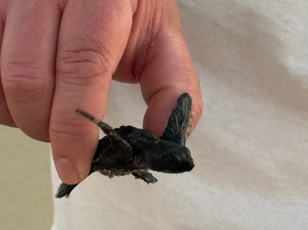 Oscar Velasquez-瓦图尔科必去景点