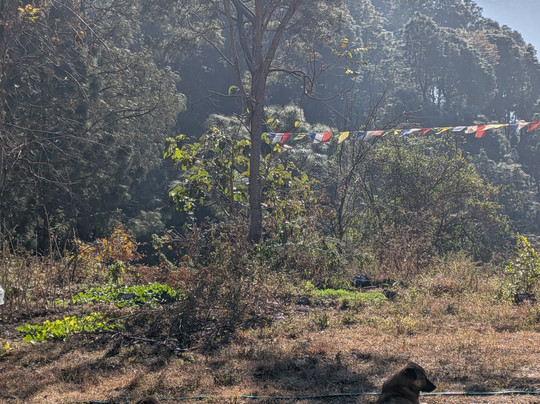Kasauli Nature Walks With Vanita-Kasauli必去景点