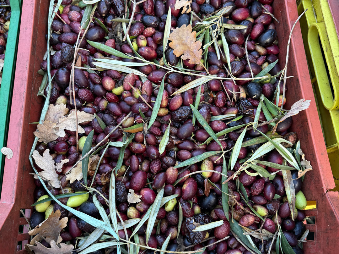 Turi Eccellenze dell'Etna