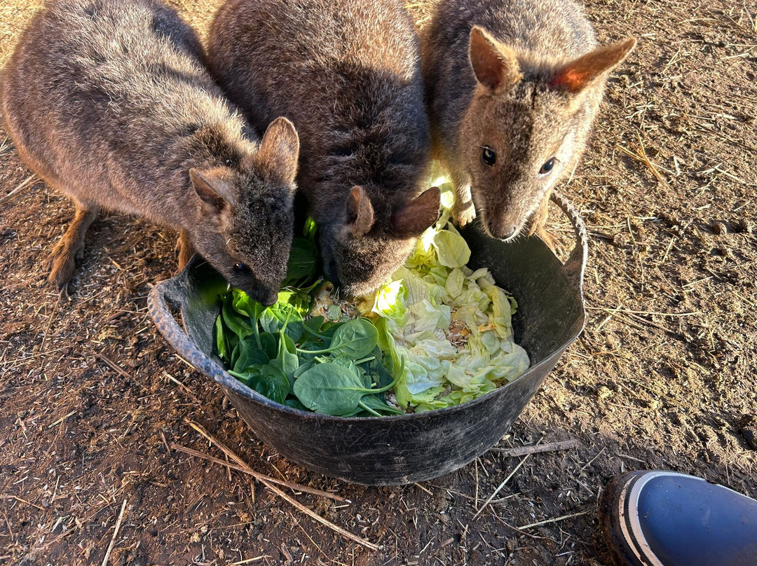 Nanny Sharon's Alpaca Farm C.I.C-Prenton必去景点