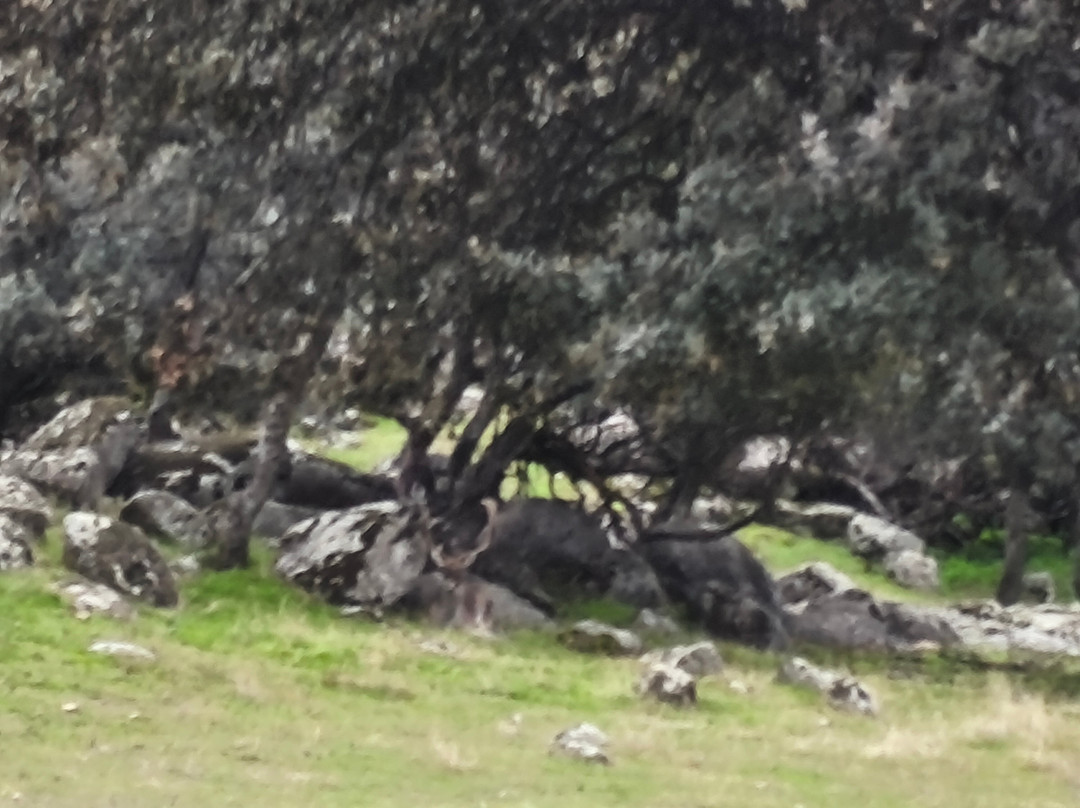 Lyncis Ecoturismo Y Medioambiente