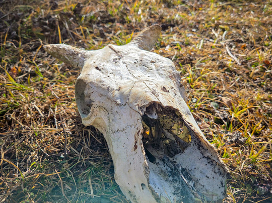 Himalaya Shelter-阿姆利则必去景点