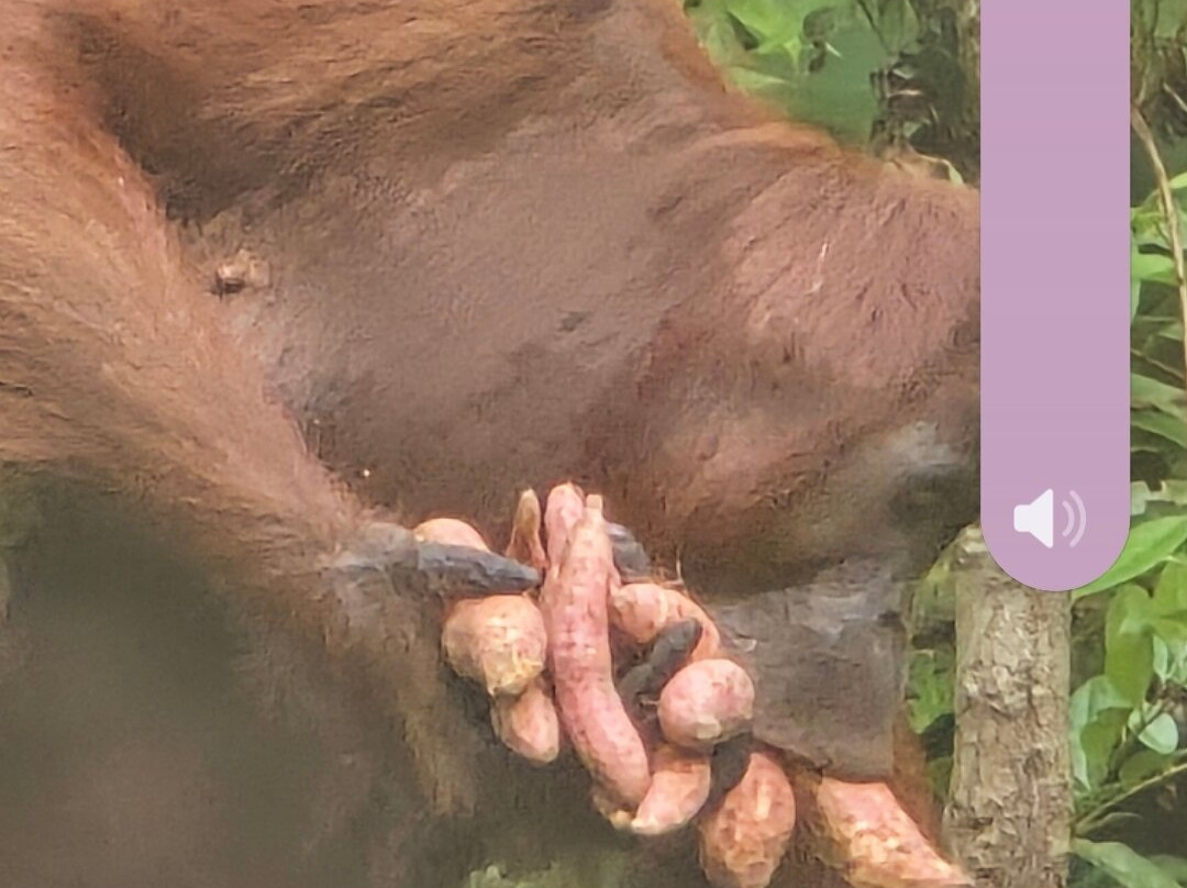 Camp Leakey-Central Kalimantan必去景点