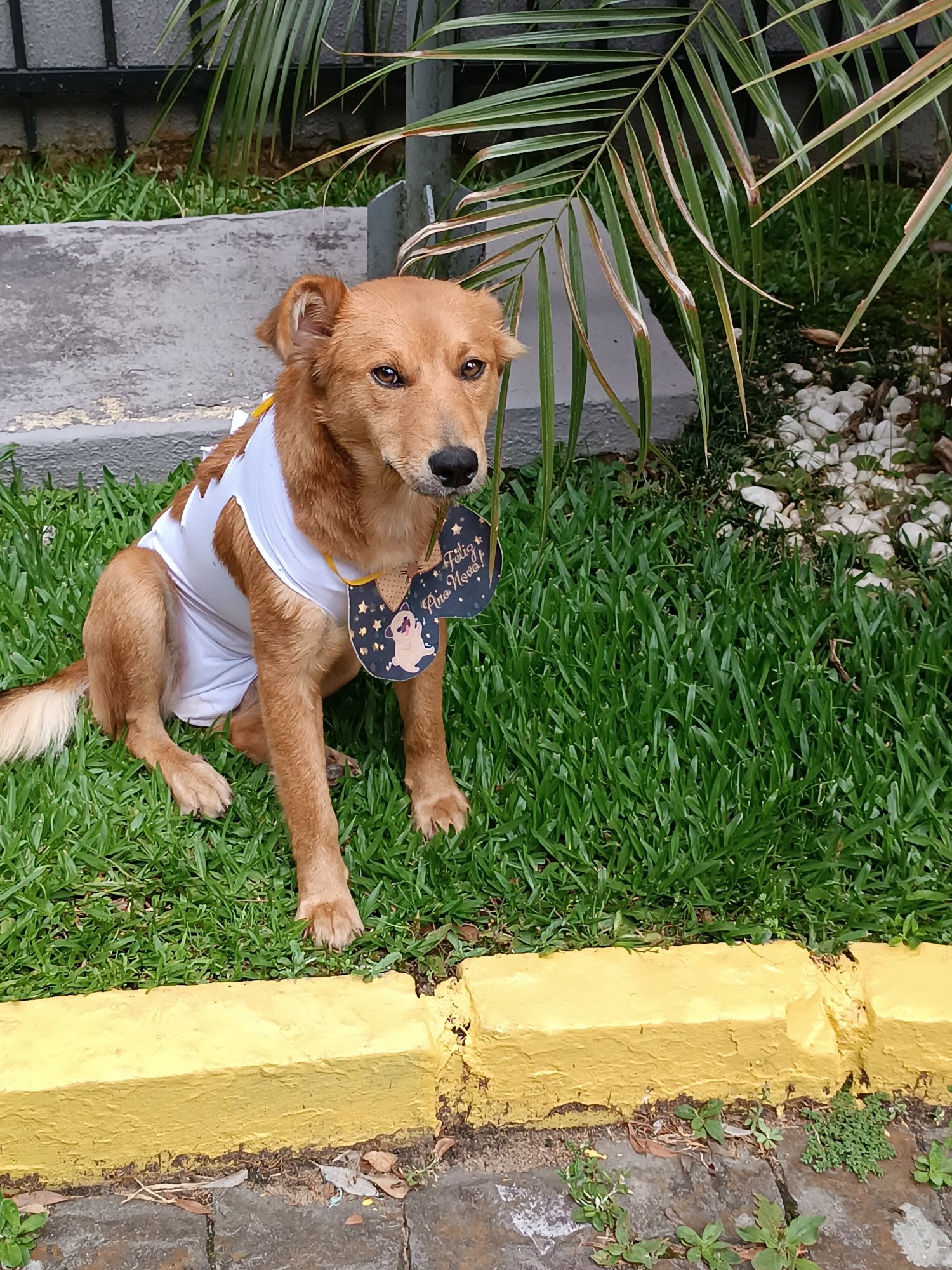 Tri Hotel Canela-官方