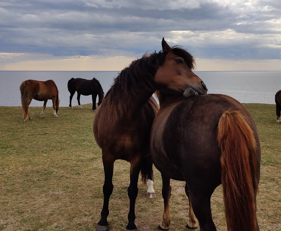 Ales Stenar-于斯塔德必去景点