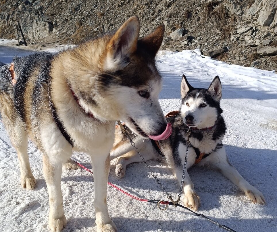 Centro Italiano Sleddog Husky Village-Valdidentro必去景点