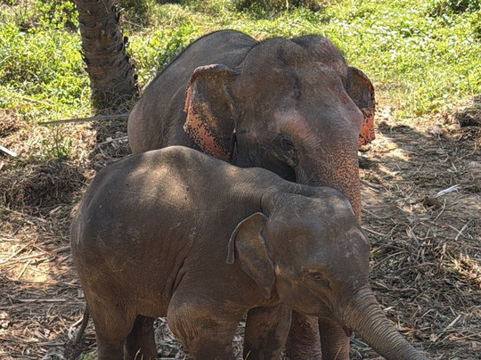 Following Giants - Krabi-Khlong Hin必去景点
