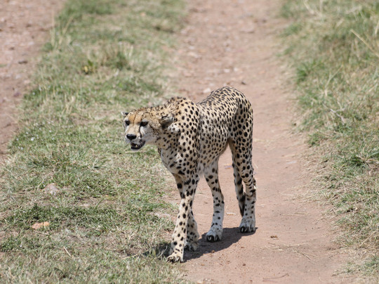 Tazama Africa Holidays-内罗毕必去景点