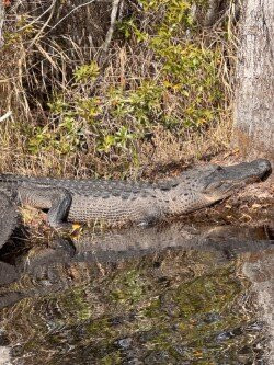 Okefenokee National Wildlife Refuge-Folkston必去景点