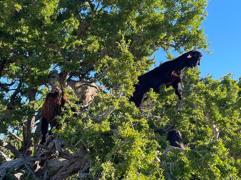 Green Adventure Maroc-索维拉必去景点