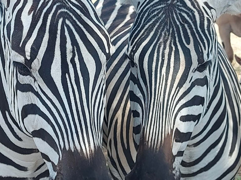 Bora Trekking Tours & Safaris-莫西必去景点