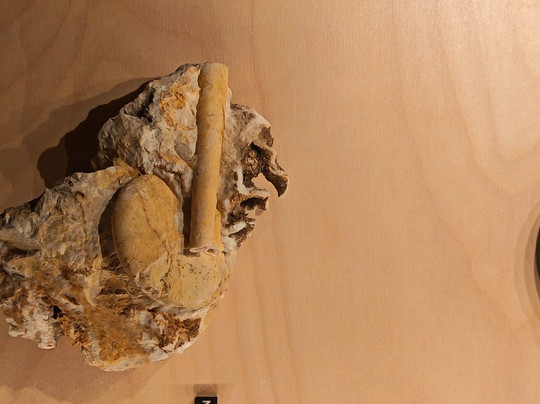 Geological Museum of the Dolomites-普雷达佐必去景点