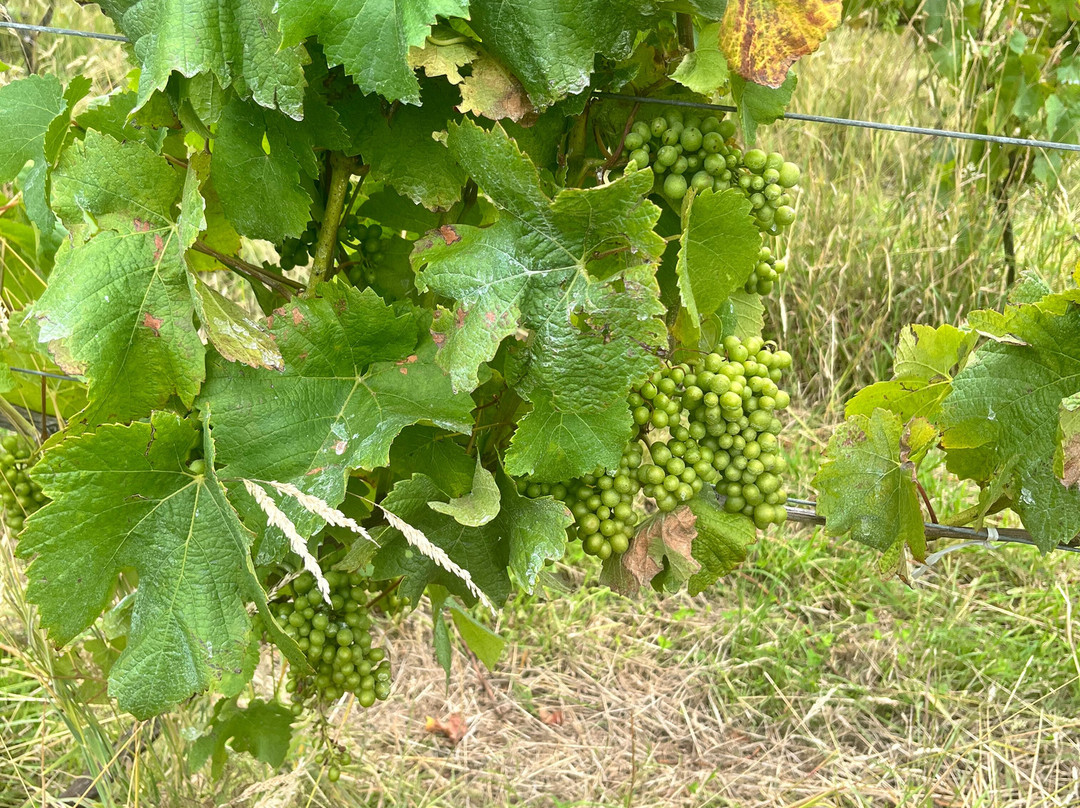 French Peak Vineyard-阿卡罗阿必去景点