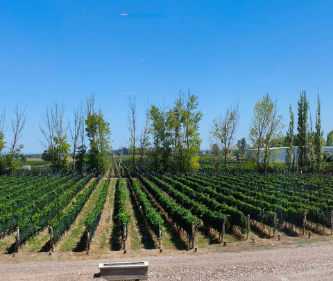 Bodega Budeguer-阿格雷洛必去景点