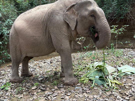 MandaLao Elephant Conservation-琅勃拉邦必去景点