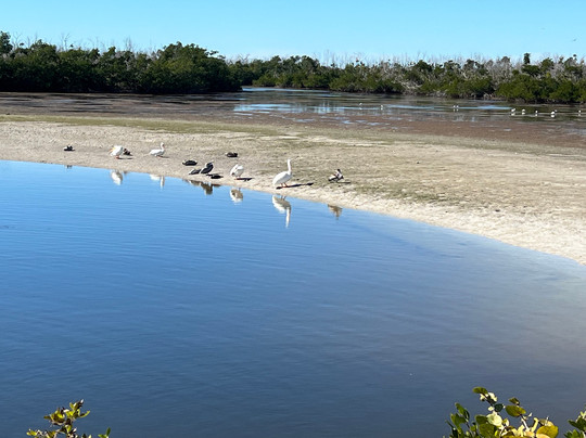 Tarpon Bay Explorers-萨尼贝尔岛必去景点