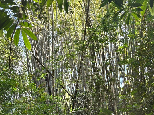 Uvita Paradise Adventures ( Zip Line)-乌维塔必去景点