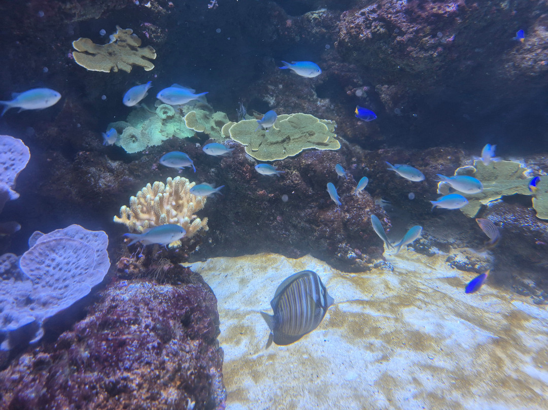 Lanzarote Aquarium-科斯塔特吉塞必去景点