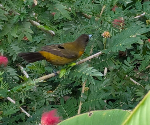 Kalkonu Travel-Ciudad Colon必去景点