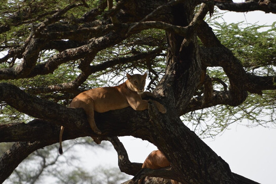 Nature's Land Safaris & Rentals-姆万扎必去景点
