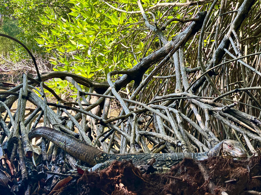 Lucky Boat Safari-班托塔必去景点