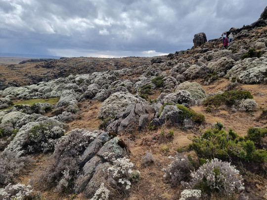 Bale Mountains Tours-Bale Mountains National Park必去景点