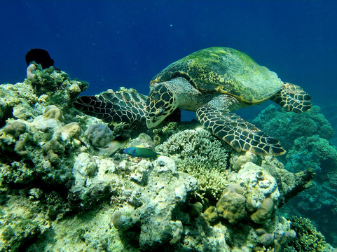 Menjangan Trip Snorkeling & Diving-Pejarakan必去景点