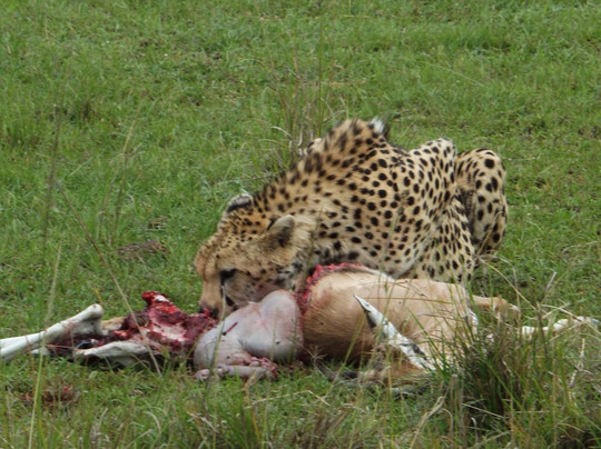Abu Omar Safari Kenya-瓦塔木必去景点