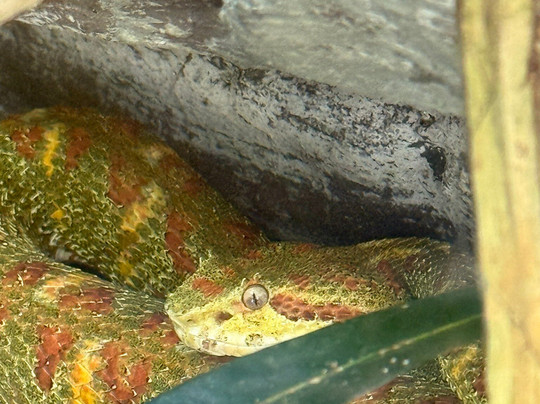 Parque Reptilandia-主日镇必去景点