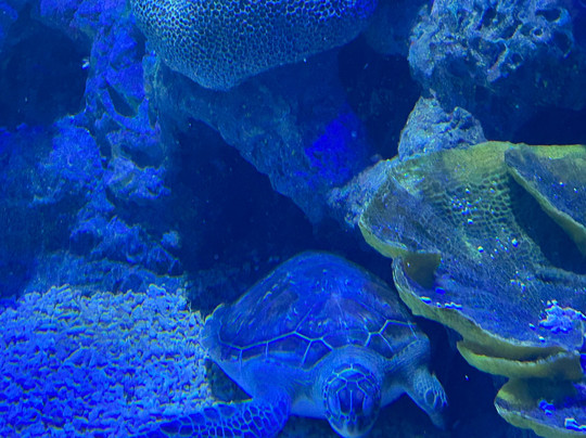 Marassi Aquarium & Underwater Zoo-Diyar Al Muharraq必去景点
