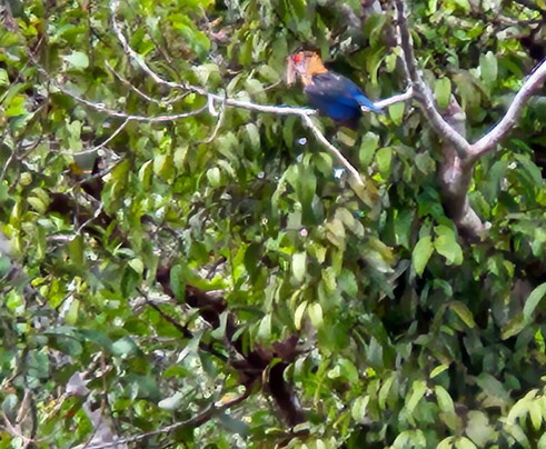 Sister Tour-Pangkalan Bun必去景点