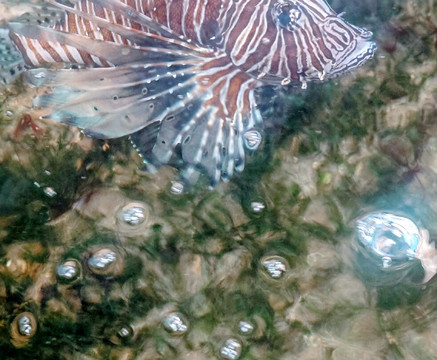 Phetchaburi Aquacultic Demostraton Farm-碧差汶必去景点