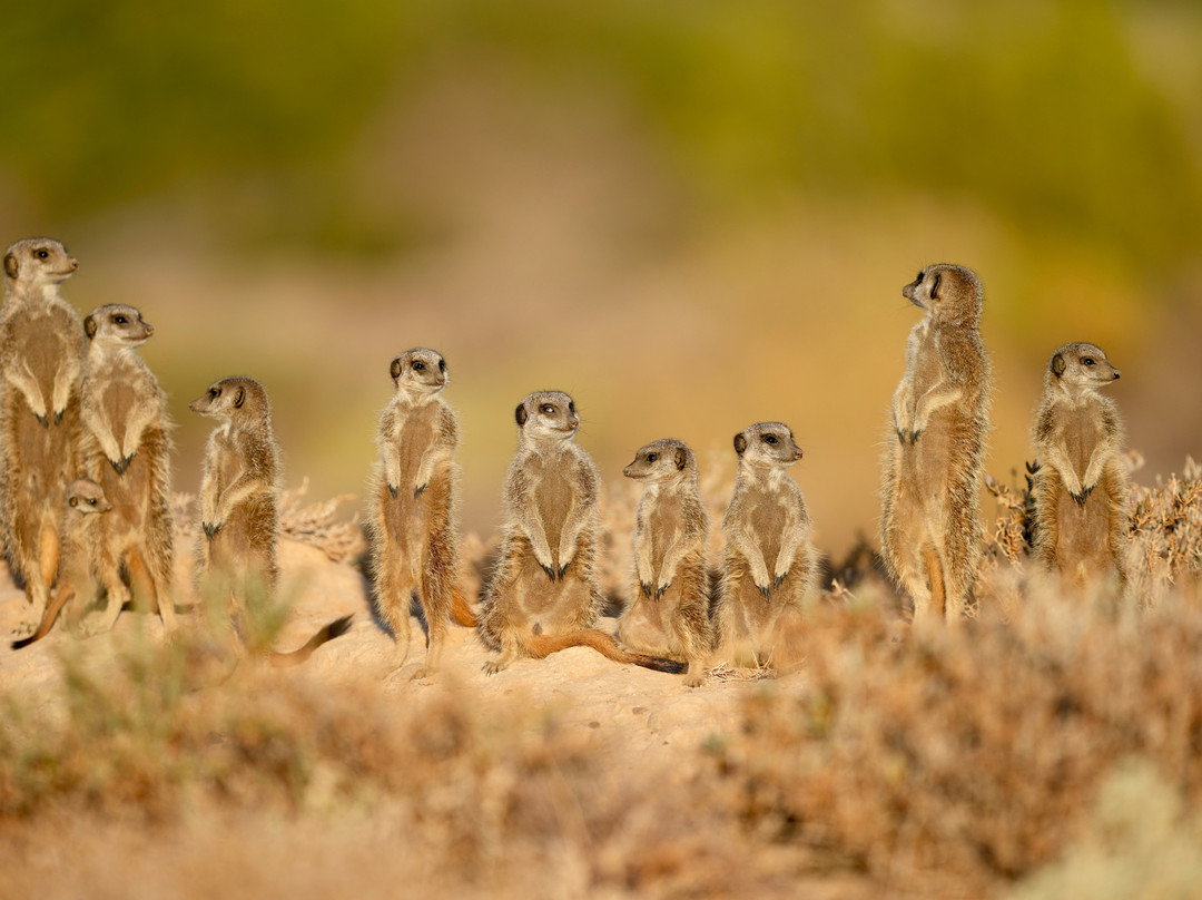 Five Shy Meerkats, Meerkat Adventure-奥兹洪必去景点
